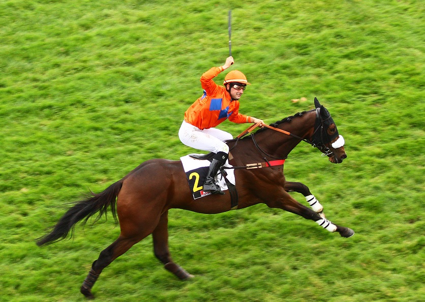 image Auteuil : RevoilÃ  Bonito du Berlais !